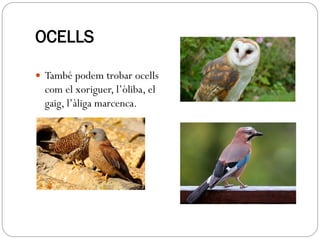 OCELLS
 També podem trobar ocells
com el xoriguer, l’òliba, el
gaig, l’àliga marcenca.
 