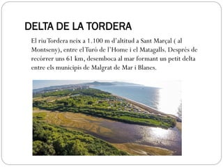 DELTA DE LA TORDERA
El riuTordera neix a 1.100 m d’altitud a Sant Marçal ( al
Montseny), entre elTuró de l’Home i el Matagalls. Després de
recórrer uns 61 km, desemboca al mar formant un petit delta
entre els municipis de Malgrat de Mar i Blanes.
 