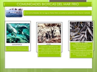 El mar frio.ppt  1