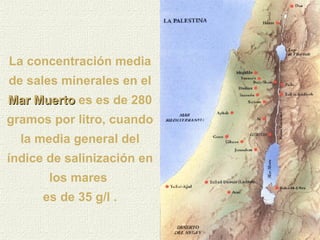La concentración media de sales minerales en el  Mar Muerto   es es de 280 gramos por litro, cuando la media general del índice de salinización en los mares  es de 35 g/l . 