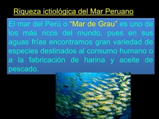 Riqueza ictiológica del Mar Peruano
El mar del Perú o “Mar de Grau” es uno de
los más ricos del mundo, pues en sus
aguas frías encontramos gran variedad de
especies destinados al consumo humano o
a la fabricación de harina y aceite de
pescado.
 
