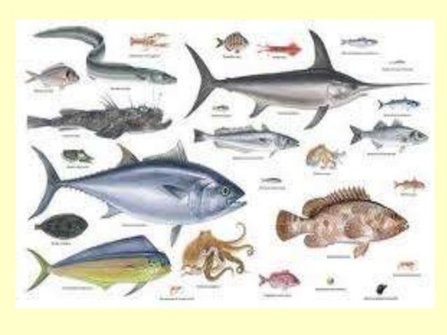 El mar peruano 1º | PPT