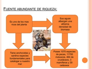 FUENTE ABUNDANTE DE RIQUEZA:
Es uno de los mas
ricos del planta
Sus aguas
albergan una
altísima
densidad de
biomasa
Tiene anchovetas y
sardina especies
fundamentales para
catalogar a nuestro
mar
Posee 1070 especies
de peces, 11700
moluscos, 464 de
crustáceos, 3
mamíferos y 30
cetáceos