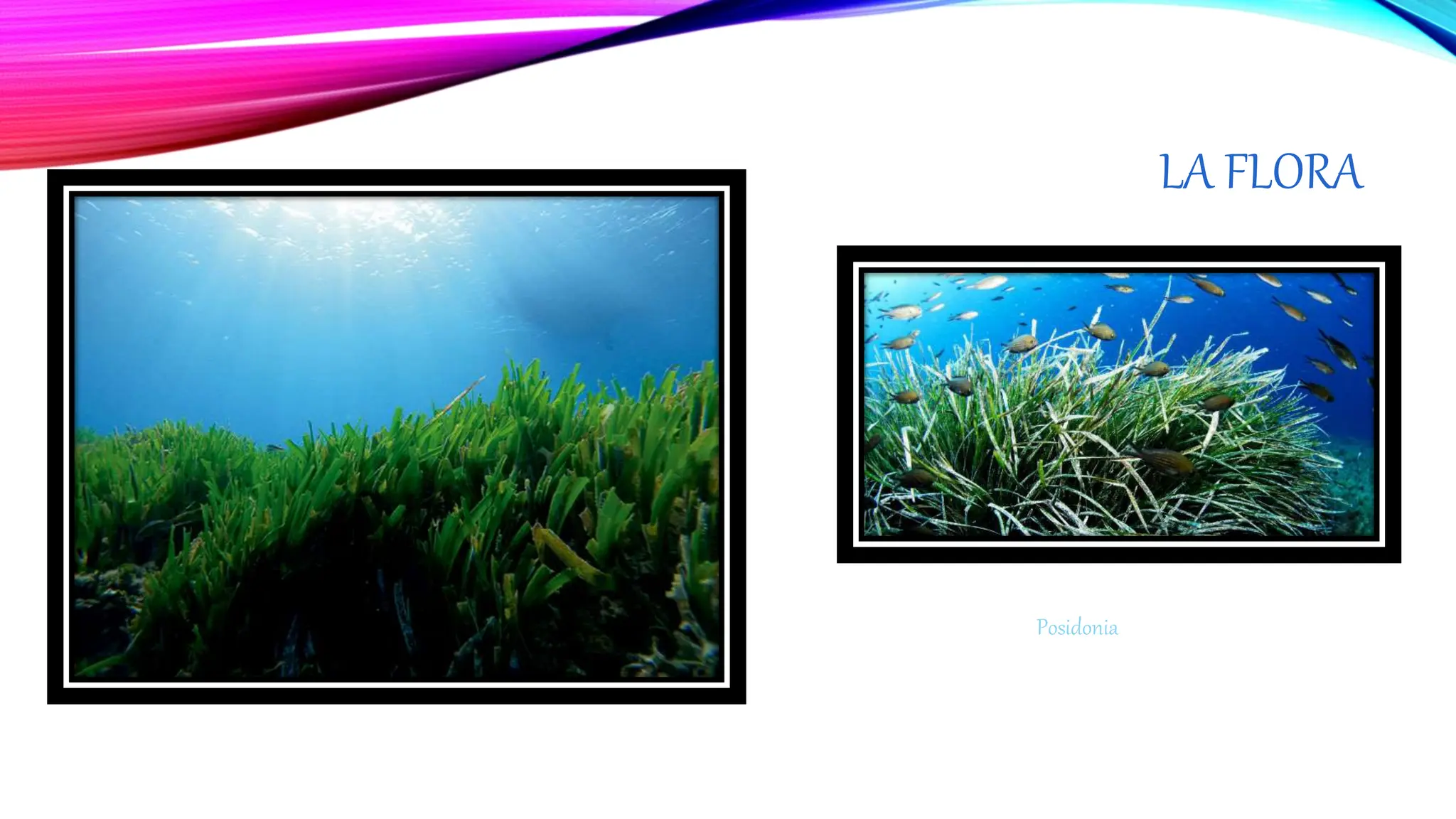 LA FLORA
Posidonia