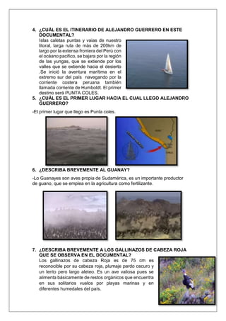 4. ¿CUÁL ES EL ITINERARIO DE ALEJANDRO GUERRERO EN ESTE
DOCUMENTAL?
Islas caletas puntas y vaias de nuestro
litoral, larga ruta de más de 200km de
largo por la extensa frontera del Perú con
el océano pacifico, se bajara por la región
de las yungas, que se extiende por los
valles que se extiende hacia el desierto
.Se inició la aventura marítima en el
extremo sur del país navegando por la
corriente costera peruana también
llamada corriente de Humboldt. El primer
destino será PUNTA COLES.
5. ¿CUÁL ES EL PRIMER LUGAR HACIA EL CUAL LLEGO ALEJANDRO
GUERRERO?
-El primer lugar que llego es Punta coles.
6. ¿DESCRIBA BREVEMENTE AL GUANAY?
-Lo Guanayes son aves propia de Sudamérica, es un importante productor
de guano, que se emplea en la agricultura como fertilizante.
7. ¿DESCRIBA BREVEMENTE A LOS GALLINAZOS DE CABEZA ROJA
QUE SE OBSERVA EN EL DOCUMENTAL?
Los gallinazos de cabeza Roja es de 75 cm es
reconocible por su cabeza roja, plumaje pardo oscuro y
un lento pero largo aleteo. Es un ave valiosa pues se
alimenta básicamente de restos orgánicos que encuentra
en sus solitarios vuelos por playas marinas y en
diferentes humedales del país.
 