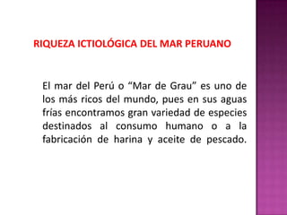 RIQUEZA ICTIOLÓGICA DEL MAR PERUANO

El mar del Perú o “Mar de Grau” es uno de
los más ricos del mundo, pues en sus aguas
frías encontramos gran variedad de especies
destinados al consumo humano o a la
fabricación de harina y aceite de pescado.

 