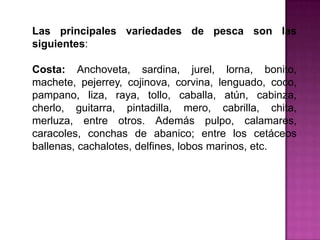 Las principales variedades de pesca son las
siguientes:
Costa: Anchoveta, sardina, jurel, lorna, bonito,
machete, pejerrey, cojinova, corvina, lenguado, coco,
pampano, liza, raya, tollo, caballa, atún, cabinza,
cherlo, guitarra, pintadilla, mero, cabrilla, chita,
merluza, entre otros. Además pulpo, calamares,
caracoles, conchas de abanico; entre los cetáceos
ballenas, cachalotes, delfines, lobos marinos, etc.

 