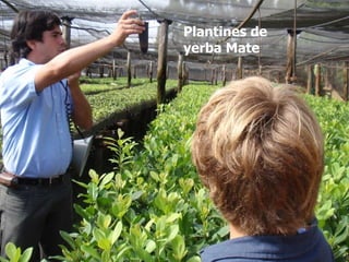 Plantines de yerba Mate 
