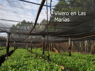 Vivero en Las Marías 