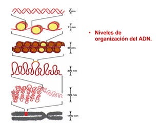 Niveles de organización del ADN. 