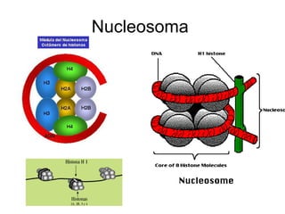 Nucleosoma  