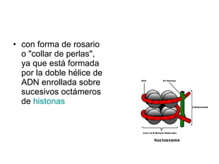 con forma de rosario o "collar de perlas", ya que está formada por la doble hélice de ADN enrollada sobre sucesivos octámeros de  histonas   