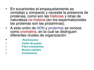 En eucariontes el empaquetamiento es complejo y compacto y necesita la presencia de proteinas, como son las  histonas  y otras de naturaleza  no histona  (en los espermatozoides las proteinas son las protaminas).  A esta unión de  ADN  y  proteínas  se conoce como  cromatina , en la cual se distinguen diferentes niveles de organización:              Nucleosoma                  Collar de perlas                  Fibra  cromatínica                 Bucles radiales                    Cromosoma 