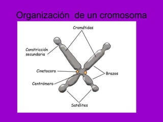Organización  de un cromosoma 