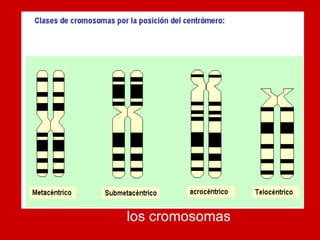 Nuestros ADN está contenido el los cromosomas 