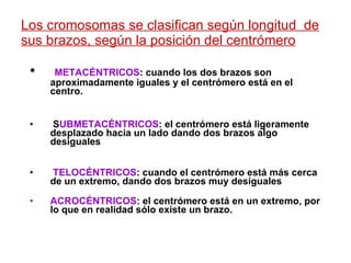 Los cromosomas se clasifican según longitud  de sus brazos, según la posición del centrómero METACÉNTRICOS : cuando los dos brazos son aproximadamente iguales y el centrómero está en el centro. S UBMETACÉNTRICOS : el centrómero está ligeramente desplazado hacia un lado dando dos brazos algo desiguales TELOCÉNTRICOS : cuando el centrómero está más cerca de un extremo, dando dos brazos muy desiguales ACROCÉNTRICOS : el centrómero está en un extremo, por lo que en realidad sólo existe un brazo.  