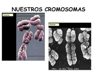 NUESTROS CROMOSOMAS 