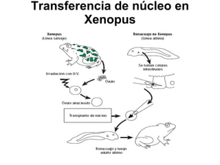 Transferencia de núcleo en Xenopus 