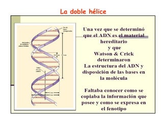 La doble hélice 