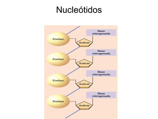Nucleótidos 