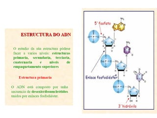 ESTRUCTURA DEL  ADN 
