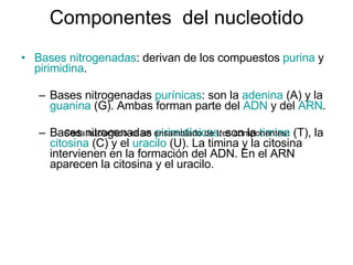 Componentes  del nucleotido Bases nitrogenadas : derivan de los compuestos  purina  y  pirimidina .  Bases nitrogenadas  purínicas : son la  adenina  (A) y la  guanina  (G). Ambas forman parte del  ADN  y del  ARN .  Bases nitrogenadas  pirimidínicas : son la  timina  (T), la  citosina  (C) y el  uracilo  (U). La timina y la citosina intervienen en la formación del ADN. En el ARN aparecen la citosina y el uracilo.  Cada nucleótido es un ensamblado de tres componentes: 