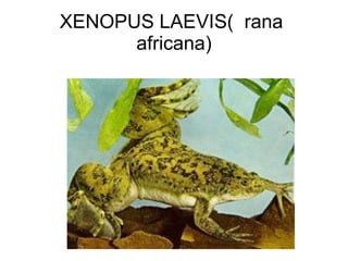 XENOPUS LAEVIS(  rana  africana) 