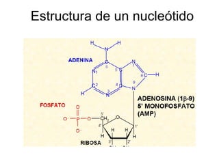 Estructura de un nucleótido 