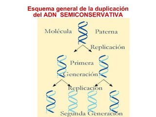 Esquema general de la duplicación del ADN  SEMICONSERVATIVA 