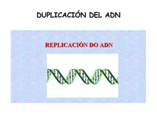DUPLICACIÓN DEL ADN 