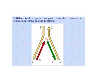 ESQUEMA GENERAL DE LA DUPLICACIÓN 