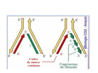 DUPLICACIÓN EN CADA UNA DE LAS HEBRAS MADRES 