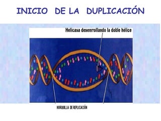 INICIO  DE LA  DUPLICACIÓN 