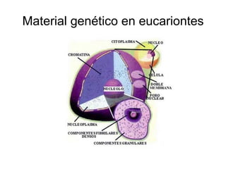 Material genético en eucariontes 