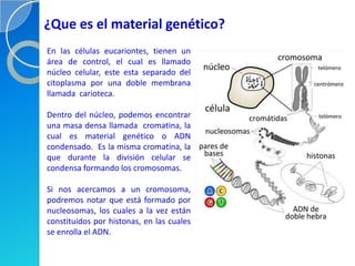¿Que es el material genético?
En las células eucariontes, tienen un
área de control, el cual es llamado
núcleo celular, este esta separado del
citoplasma por una doble membrana
llamada carioteca.

Dentro del núcleo, podemos encontrar
una masa densa llamada cromatina, la
cual es material genético o ADN
condensado. Es la misma cromatina, la
que durante la división celular se
condensa formando los cromosomas.

Si nos acercamos a un cromosoma,
podremos notar que está formado por
nucleosomas, los cuales a la vez están
constituidos por histonas, en las cuales
se enrolla el ADN.
 