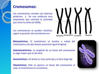 Cromosomas:
Los cromosomas constan con diversas
proteínas y de una molécula muy
importante que controla la actividad
que tiene la célula (el ADN).


Los cromosomas se pueden clasificar,
según la posición del centrómero en:


Metacéntricos: El centrómero se localiza a mitad del
cromosoma y los dos brazos presentan igual longitud.

Submetacéntricos: La longitud de un brazo del cromosoma
es algo mayor que la del otro.

Acrocéntricos: Un brazo es muy corto (p) y el otro largo (q).

Telocéntricos: Sólo se aprecia un brazo del cromosoma al
estar el centrómero en el extremo.
 