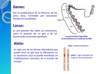 Genes:
Son la unidad básica de la herencia, de los
seres vivos. Formados por secuencias
lineales de nucleótidos .

Locus:
Es una posición fija sobre un cromosoma,
como la posición de un gen o de un
biomarcador (marcador genético).                   secuencia lineal organizada
                                              de nucleótidos en la molécula de ADN

Alelo:                                                Gen: unidad hereditaria
Es cada una de las formas alternativas que
puede tener un gen que se diferencian en
su secuencia y que se puede manifestar en                Locus: lugar ocupado por
modificaciones concretas de la función de                el gen en los cromosomas
ese gen
 