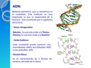 ADN:
Molécula polimérica, que su monómero es
el nucleótido. Esta molécula es muy
importante ya que es responsable de la
herencia . Esta constituida por la siguientes
estructuras:

• Bases nitrogenadas:

Adenina , la cual esta unida a la Timina.
Citosina, la cual esta unida a la Guanina

• Ácido fosfórico:
Cada nucleótido puede contener uno,
(monofosfato: AMP), dos (difosfato: ADP)
o tres (trifosfato: ATP)
• Desoxirribosa:
Es un monosacárido de 5 átomos de
carbono, derivada de la ribosa.
 