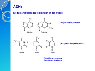 ADN:
Las bases nitrogenadas se clasifican en dos grupos:



                                                   Grupo de las purinas




                                                    Grupo de las pirimidinas




                               El uracilo se encuentra
                               únicamente en el ARN
 