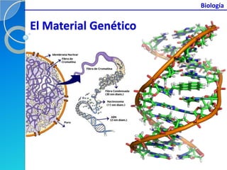 Biología


El Material Genético
 