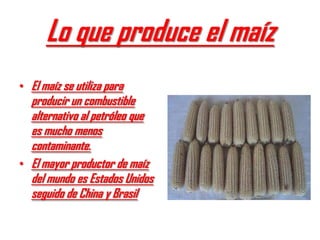 Lo que produce el maíz
• El maíz se utiliza para
  producir un combustible
  alternativo al petróleo que
  es mucho menos
  contaminante.
• El mayor productor de maíz
  del mundo es Estados Unidos
  seguido de China y Brasil
 