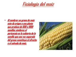 • Al sembrar un grano de maíz
  este da origen a una planta
  que produce de 600 a 1000
  semillas similares el
  pericarpio es la cubierta de la
  semilla que una vez separada
  del grano constituye el afrecho
  o el salvado de maíz.
 