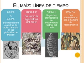 EL MAÍZ: LÍNEA DE TIEMPO
60.000
A
80.000
Se encontraron
muestras de
polen de maíz
en las
pirámides de
México

9000 A.C
Se inicio la
agricultura
del maíz

7000 A.C
Según los
arqueólogos
se
encontraron
rastros del
maíz

6000 A.C
Fue
domesticado
por el hombre
de
Mesoamérica

 