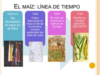EL MAÍZ: LÍNEA DE TIEMPO
1000 A.C

Se
domestico
el maíz en
el Perú

1492
Colon
descubrió el
maíz el 06 de
noviembre,
cuando
exploraba las
islas de cuba

1604
El maíz se
comenzó a
cultivar en
Europa

1750
Recibe su
nombre
científico:
ZEA MAYS

 