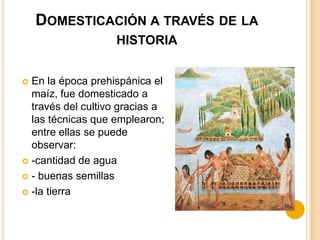 DOMESTICACIÓN A TRAVÉS DE LA
HISTORIA
En la época prehispánica el
maíz, fue domesticado a
través del cultivo gracias a
las técnicas que emplearon;
entre ellas se puede
observar:
 -cantidad de agua
 - buenas semillas
 -la tierra


 