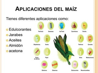 APLICACIONES DEL MAÍZ
Tienes diferentes aplicaciones como:
 Edulcorantes
 Jarabes
 Aceites
 Almidón
 acetona

 