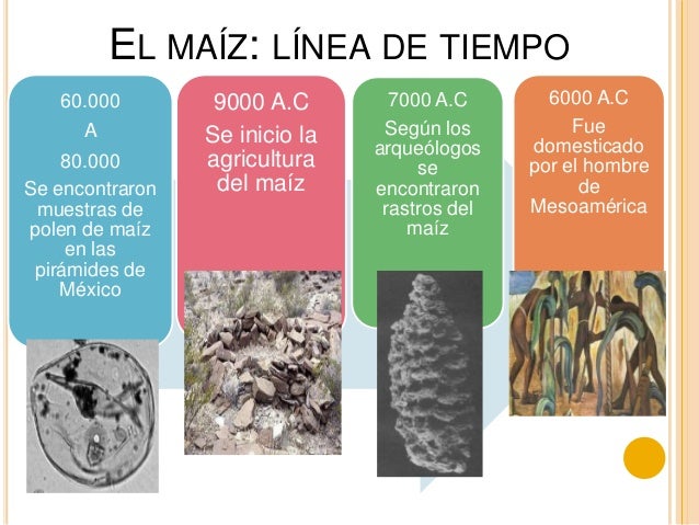 El MAÍZ