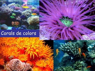 Corals de colors 