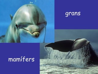 grans mamífers 