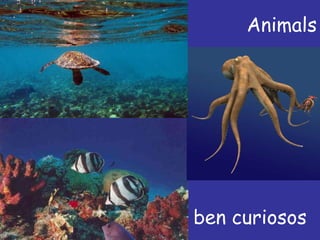 Animals ben curiosos 
